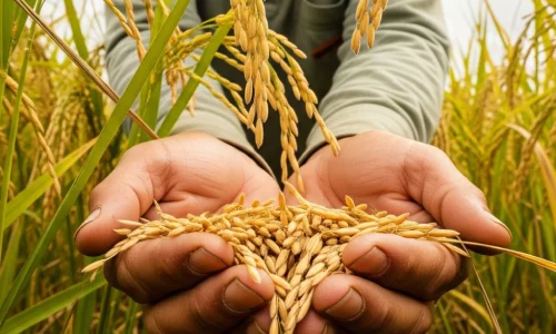 Beneficios del arroz integral Beneficios del arroz integral